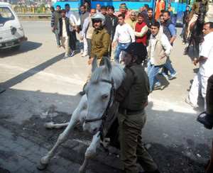 BJP MLA arrested over assault on horse Shaktiman