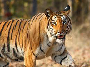 India willing to help countries to re-introduce tiger Govt