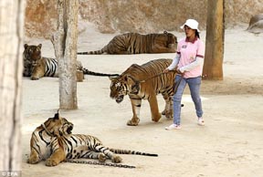 Thailand''s popular Tiger Temple to shut