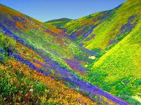 Valley-Of-Flowers1
