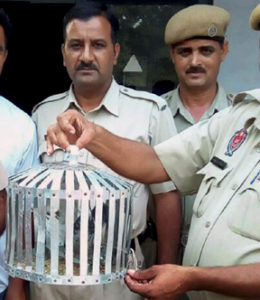 Gurdaspur: Police officials showing a Pakistani pigeon (in cage) that was captured by BSF jawans in Bamiyal sector, with a message written in Urdu that Pakistan's every child is ready to fight with India and they would take revenge of atrocities committed in Kashmir, in Gurdaspur on Sunday.  PTI Photo  (PTI10_3_2016_000189B)