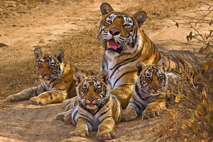 sariska-tiger