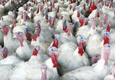 poultry-matter-in-srinagar-200-mt-animal-waste-generated-daily