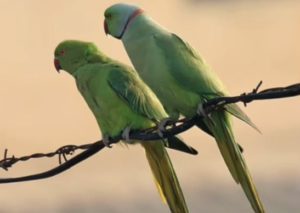 Parakeets cause health problems in Hawaii