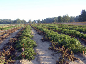 This 2013 photo taken at Michigan State University in East Lansing, Mich., and supplied by J.R. Simplot Company shows wilted conventional potato plants without resistance to the pathogen that caused the Irish potato famine on the left next to surviving rows of J.R. Simplot Co.'s genetically engineered potato plants that resist the disease. The U.S. Department of Agriculture announced Friday, Oct. 28, 2016, that it has approved commercial planting of two types of potatoes that are genetically engineered to resist the pathogen that caused the Irish potato famine. (Nicolas Champouret/J.R. Simplot Company via AP)