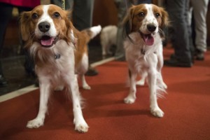 American Kennel Club adds 2 breeds to roster