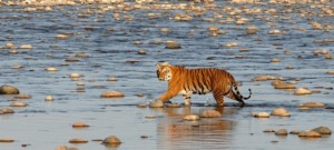 Sundarbans 1