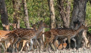 Sundarbans 2