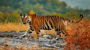 Tiger vanishes after travelling 135 km