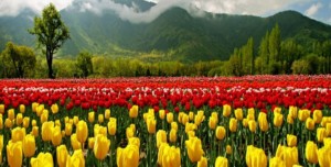 Jammu gets its first tulip garden at Sanasar