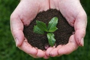 EU delegation to India to hold series of events on World Environment Day