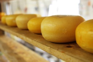 IIT students identify new enzyme from Yak Cheese that can help vegetarians