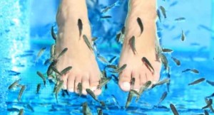 8 reasons not to get a fish pedicure