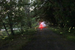 Trail of synchronous fireflies in a Penn forest
