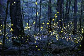 Trail of synchronous fireflies in a Penn forest1