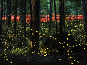 Trail of synchronous fireflies in a Penn forest2