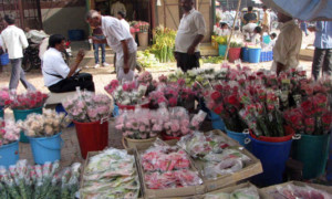 Netherlands to establish flower mandi in Gurgaon