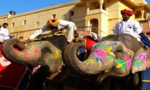 Plea to stop elephant rides at Amber Fort