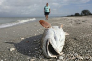 Florida Fish Loss