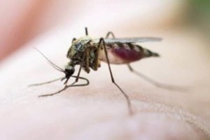 Indian origin scientist offers hope for malaria prevention