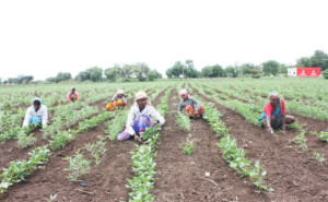 Pulse revolution happening in India says Agri scientist