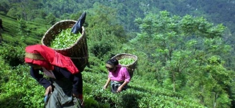 100 per cent organic state Sikkim gets FAO award for best policies