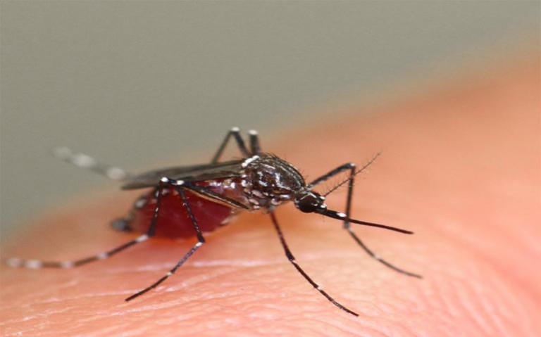 Officials warn of troubling mosquito species