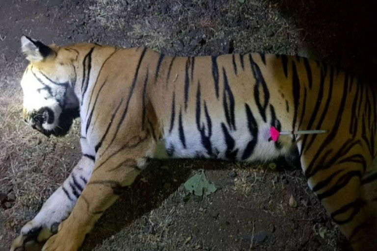 Man eater tigress Avni shot dead in Maharashtra