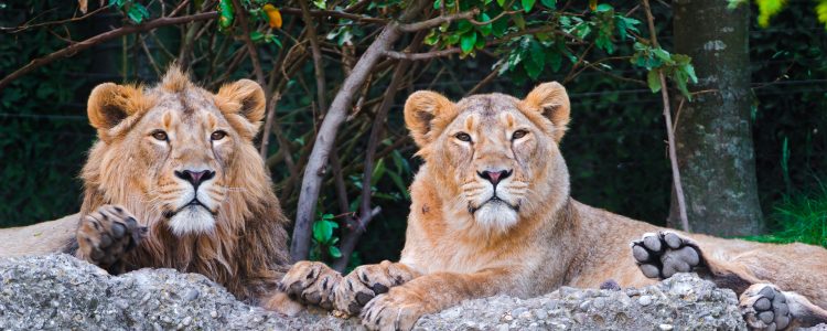 A pair of Asiatic lions