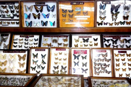 Butterfly Museum