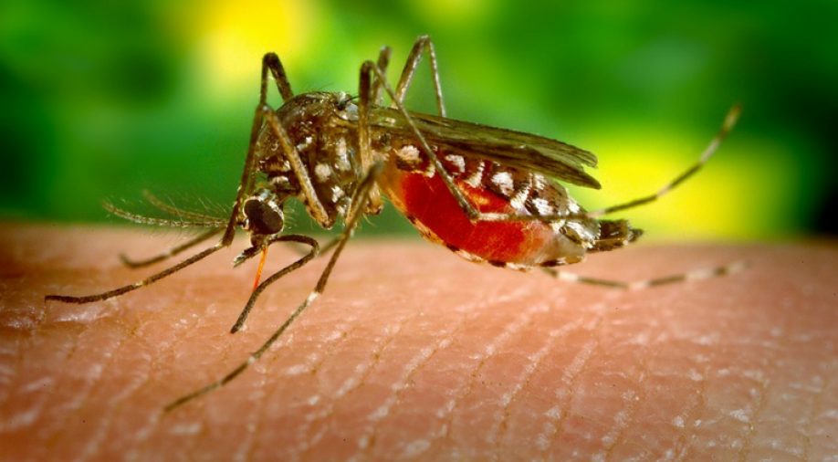 Nepal issues dengue alert as studies find presence of Aedes aegypti mosquitoes