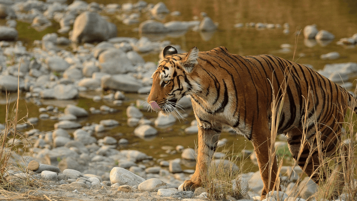 No more 'VIP stay' at Corbett Tiger Reserve