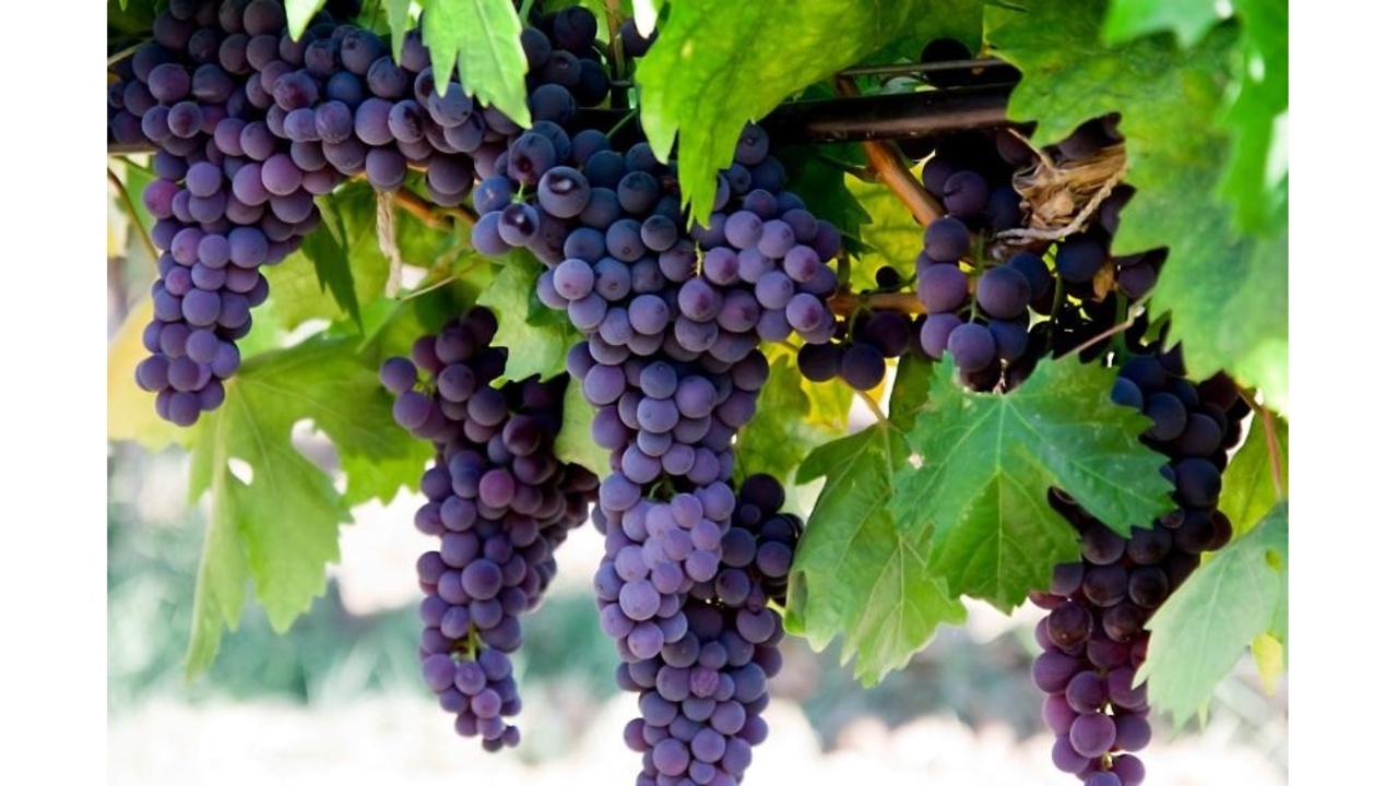 Wisconsin tourism is being transformed by its grape growers