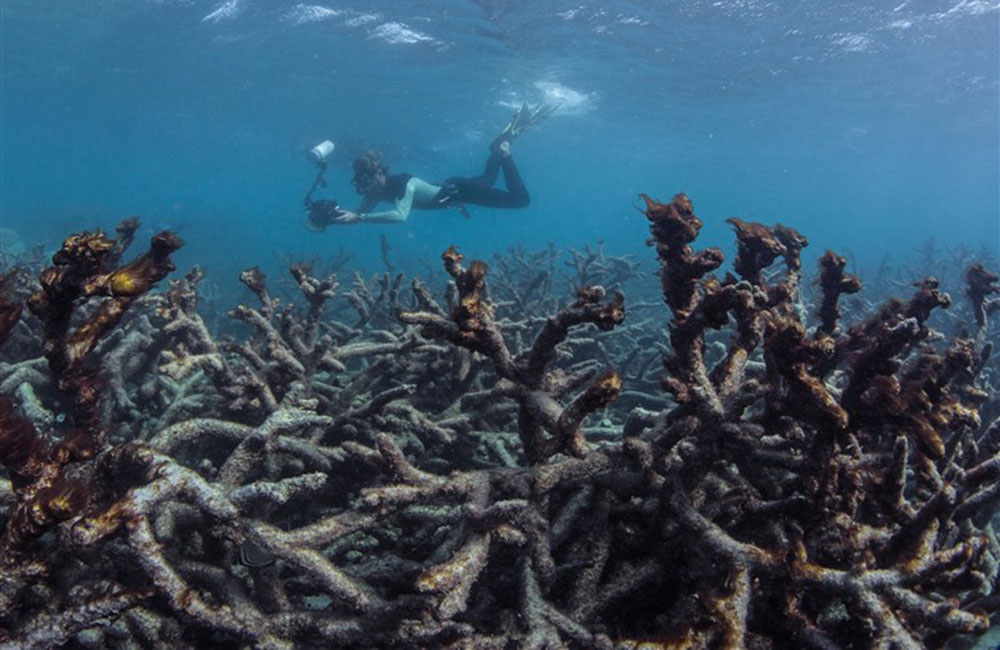 90% of Sri Lanka's coral reefs dead: Officials