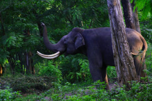Wayanad / Muthunga Wildlife Sanctuary