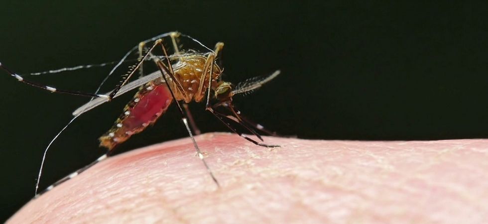Over 60 malaria cases in Delhi, 27 of dengue