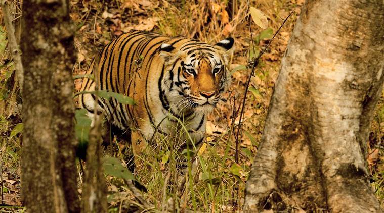 Tiger report calls for celebration, but efforts must continue to save them: Experts