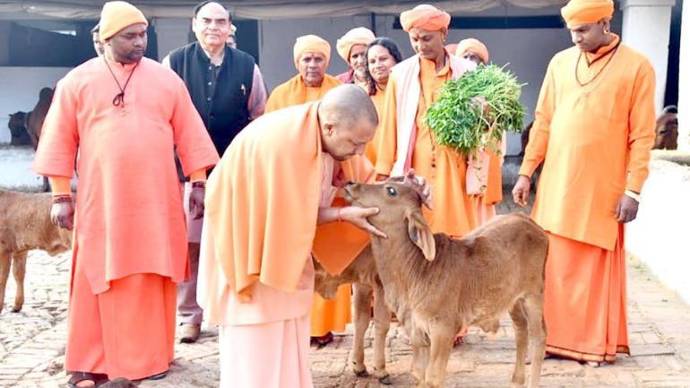 Yogi warns officials against stray cattle menace