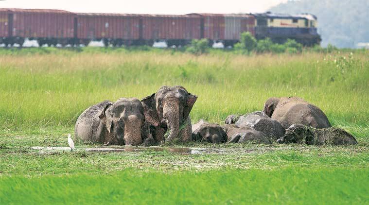 Seismic sensors, thermal cameras to check train-elephant collisions in U'khand reserve