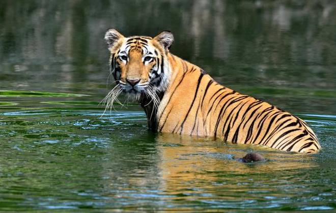 Special Tiger Force for Corbett Reserve set up, wildlife officials welcome move