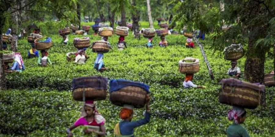 'Tea industry in stress with rising cost, stagnating price'