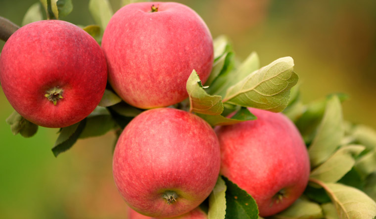 Govt to procure apples from JK farmers directly; payment through DBT