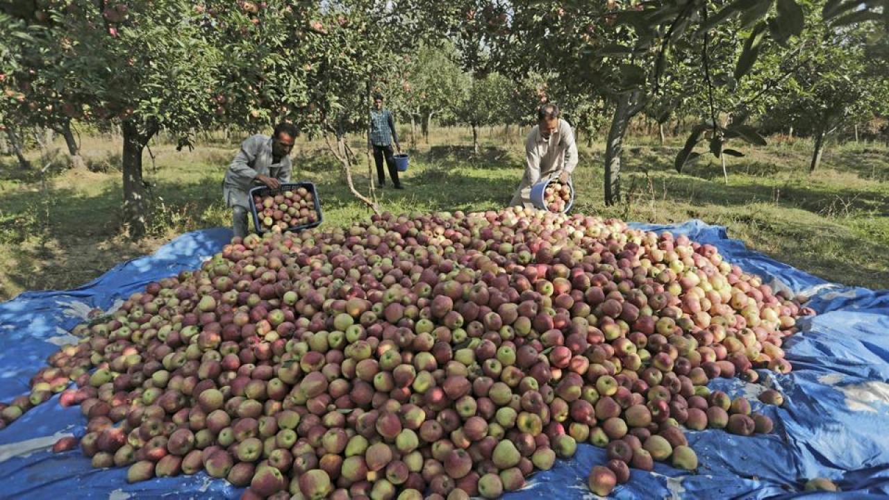 J&K admin may launch scheme next week for procurement of apples