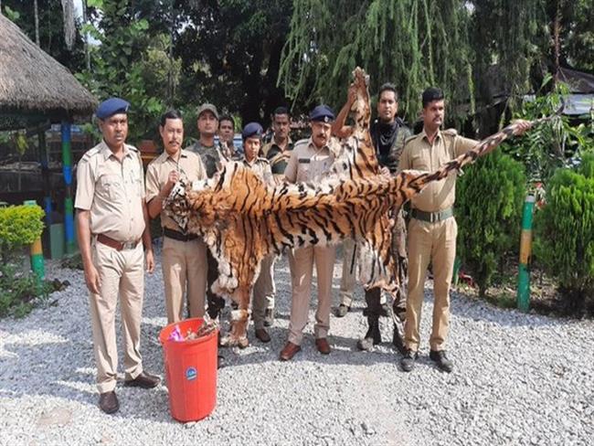 Bhutanese citizens arrested with Royal Bengal Tiger skin