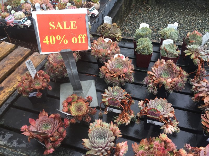 Fall's the best time to harvest discounts at garden centers