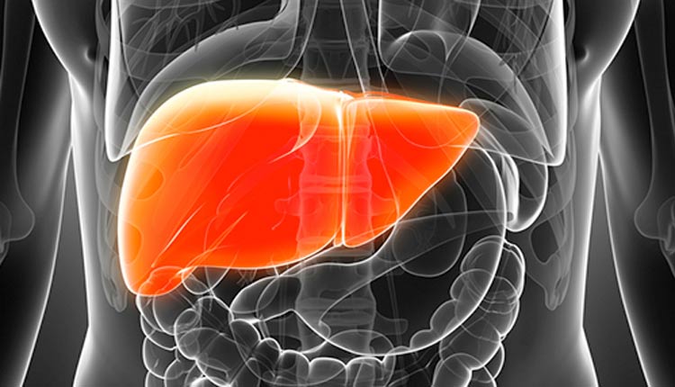 High-fructose diet damages liver's ability to burn fat