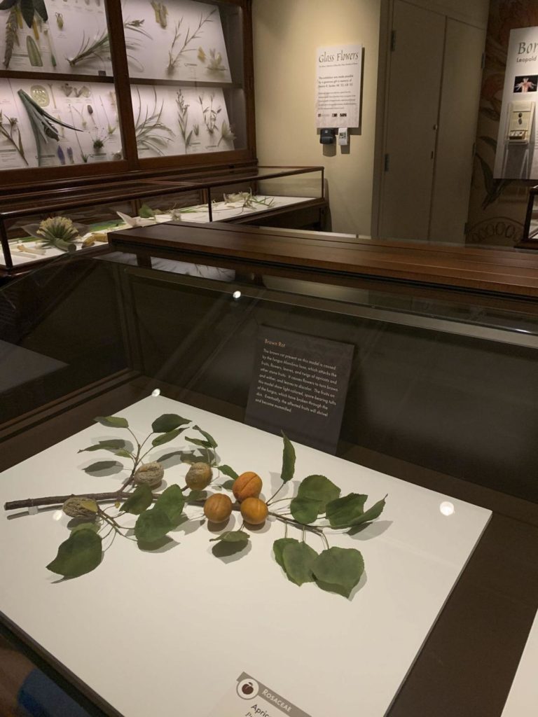 Realism of Harvards Glass Flowers still dazzles