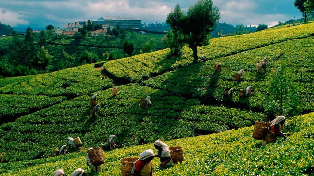 Giragama Tea Plantations