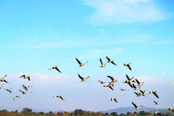 Over 50,000 migratory birds have arrived at HP's Pong reservoir: Official