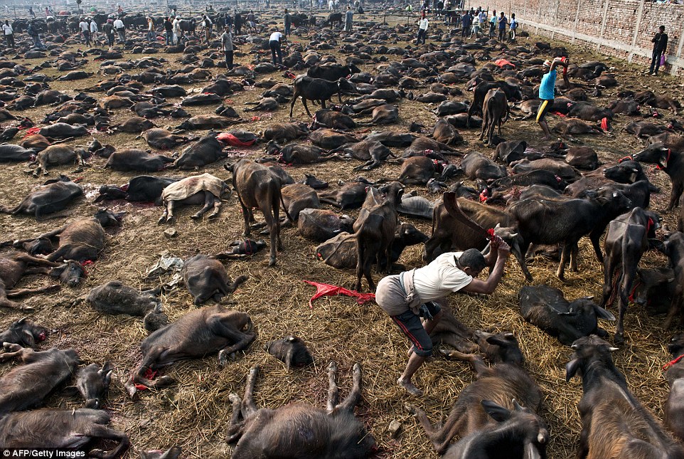 Activists to sue Nepal govt, authorities for failing to stop animal sacrifice at Gadhimai festival